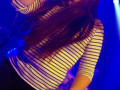 live 20161217 0119 infinight