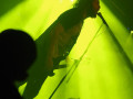 live 20131112 02 0212