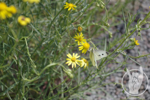 live 20130714 0118 impressionen live 20130714 0118 impressionen